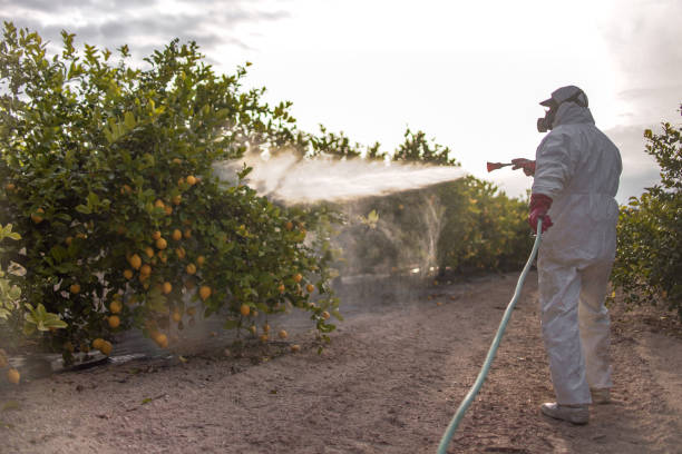 Best Termite Control Services  in Vermillion, SD