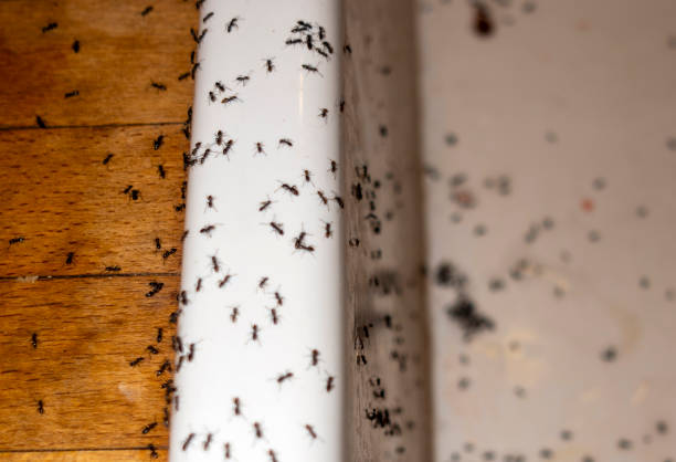 Best Local Pest Control Services  in Vermillion, SD